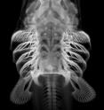 A skeletal preparation of an embryonic bamboo shark. This images is a ventral view (so looking at the underside of the embryo) with the head to the top, and you can nicely see the gill arch appendages projecting off each side of the head, just in front of the fins.