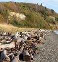 This beach along the shore of Discovery Park in Seattle was once armored. Now, bluffs can naturally feed the beach below.