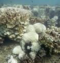 This image shows severe bleaching of corals at Lord Howe Island during 2010 and 2011.
