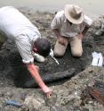 Members of the international expedition team are collecting a <i>Gryposuchus pachakamue</i> mandible along the banks of the Amazon River. The lead author of the study, Rodolfo-Salas Gismondi, is on the right.