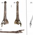 These are photographs of the almost complete skull of the newly discovered extinct Amazonian gavialoid crocodillian, <i>Gryposuchus pachakamue</i>, as seen from the top (A), bottom (B), and side (C). (D) shows a photograph of the right mandible of the croc and a schematic drawing of the left mandible, as seen from the top.