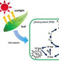 The process of reactive oxygen species creation within leaves.