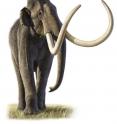 This DNA-based study sheds new light on the complex evolutionary history of the woolly mammoth, suggesting it mated with a completely different and much larger species.