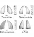 This image depicts representative teeth from the four groups of bird-like dinosaurs (including toothed birds) analyzed in this study, with enlarged images of tooth serrations. Scale = 1 mm.