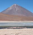 Volcano Licancabur, an active volcano in the Andean continental volcanic arc on the Chile-Bolivia border, looms above flamingos in a nearby lake.