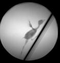 X-ray studies reveal that baby birds flap their tiny wings to help them climb steep slopes. The force generated by flapping pushes them forward as well as upward, improving traction as they climb. Non-bird dinosaurs might have done the same thing with their 'mini-wings' before flight evolved.