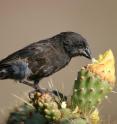 The medium ground finch (<i>Geospiza fortis</i>) diverged in beak size from the large ground finch (<i>Geospiza magnirostris</i>) on Daphne Major Island, Gal&aacute;pagos following a severe drought.