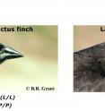 The most characteristic feature of Darwin's finches is the diversification of beak morphology that has allowed these species to expand their utilization of food resources in Gal&aacute;pagos, here illustrated by the gray warbler finch (<i>Certhidea fusca</i>) that has a small, pointed beak and feeds on insects, the common cactus finch (<i>Geospiza scandens</i>) that has a large, pointed beak and feeds on medium size seeds and cactus pollen and the large ground finch (<i>Geospiza magnirostris</i>) that has a large, blunt beak and feeds on large seeds.