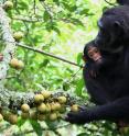 A chimpanzee in Kibale National Park, Uganda, initiates a series of sensory assessments to evaluate the edibility of figs. Sensory assessment entailed manual palpation to discern softness (elastic deformation).