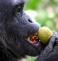 A chimpanzee in Kibale National Park, Uganda, initiates a series of sensory assessments to evaluate the edibility of figs. Sensory assessment entailed incisor evaluation to discern toughness (chewability).