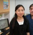 Xia Yang and Fernando Gomez-Pinilla observed the remarkable finding that after genes are altered by fructose, DHA seems to push the entire gene pattern back to normal.