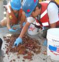 Brazilian graduate student Nara Oliveira and Rodrigo Moura of the Federal University of Rio de Janeiro sort through the reef animals brought up by the dredge during the 2012 expedition on board the RV Atlantis.