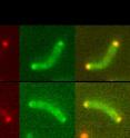 <i>V. cholerae</i> that produces Mlp37 labeled with RFP (red fluorescent protein) binds serine labeled with a green fluorescent dye: left, Mlp37 (red); middle, serine (green); right, merged image. The red fluorescent spots are nicely superimposed to the green ones, indicating Mlp37 binds the fluorescent serine.