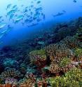 This is a healthy reef dominated by calcifying corals and coralline algae in the Southern Line Islands.