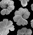 Fossil planktonic foraminifera (40 million years old) from Tanzania is shown.