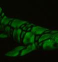 This photo is of a biofluorescent chain catshark (<em>Scyliorhinus rotifer</em>).
