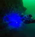 Scientists are collecting biofluorescent images underwater in Scripps Canyon with a custom-built camera and lighting system.