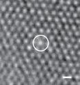 Microscope image shows the higher optical density of a microgel particle that had shrunk to match the size of other particles in the assembly.
