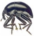The new flightless beetle species <i>Trigonopterus obsidianus</i>.