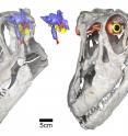 Sarmientosaurus head posture, brain & eye (WitmerLab): Digital renderings of the skull and reconstructed brain endocast and eye of the new titanosaurian dinosaur species <i>Sarmientosaurus musacchioi</i>. At left is the skull rendered semi-transparent in left side view, showing the relative size and position of the brain endocast (in blue, pink, yellow, and red) and the inferred habitual head posture. At center is the isolated brain endocast in left side view, and at right is a left/front view of the skull showing the reconstructed eyeball and its associated musculature. Scale bar equals five centimeters.