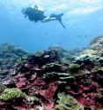 A diver swims along a reef near Millenium Island in the southern Line Islands.
