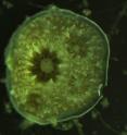 A juvenile lace coral (<i>Pocillopora damicornis</i>),&nbsp;with coral tissue and algal symbionts (brown dots within the tissue) covering the newly grown skeleton.