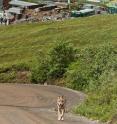 A wolf trots ahead of a visitor bus in Denali National Park and Preserve.