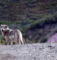 A wolf is seen on the road in Denali National Park and Preserve.