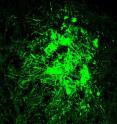 Su-Chun Zhang of the UW-Madison Waisman Center has transplanted human dopamine nerve cells into mice with a model of Parkinson's disease. The new cells, shown in green, responded to two separate drugs that turned them on or off as needed.