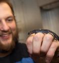 Researcher Rob Denton holds a salamander involved in research showing that an all-female type of salamander regenerates new tail tissue much faster than its heterosexual counterparts.