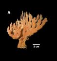 <em>Clathria nicoleae</em> is one of the sponge species found in the Amazon reef system. Sponges are dominant in some areas of this reefs. It differs from coral reef systems where coral species have dominance.