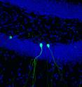A new Salk study is the first to closely follow the development of new neurons in the adult brain, giving insight into neurodevelopmental disorders such as autism and schizophrenia.
By genetically engineering new neurons to fluoresce green, researchers were able to see when the new cells grew and branched surrounded by other cell nuclei (blue) in the brain.