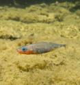 University of British Columbia researchers say sticklebacks adapted their vision to new freshwater environments in less than 10,000 years.
