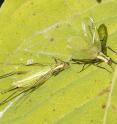 A male tree cricket (right) sings with his wings up, as a female standing next to him.