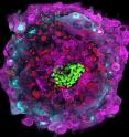 Molecular markers delineate the different cell types within an attached human embryo, shown here 12 days after fertilization. A structure called the epiblast, for example, is shown in green. The key developmental landmarks observed using this novel system accurately match those of normal human development, up to 12 days after fertilization.