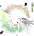 This molecular phylogeny of scarab beetles was dated to provide the first molecular evidence that dung beetles evolved in association with dinosaurs.