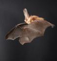 This is a photo of a flying bat.