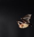 This is a flying bat.