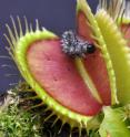 A potential meal stimulates the touch-sensitive trigger hairs inside a Venus flytrap.