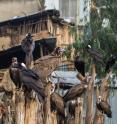 Hooded Vultures and Thick-billed Ravens searching for food in an urban setting, Addis Ababa, Ethiopia.