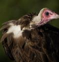 An adult Hooded Vulture in Ethiopia is shown. The once common Hooded Vulture was uplisted to critically endangered in 2015 because of drastic declines in populations across Africa. Hooded vultures are dying primarily from poisons in the carrion they eat.