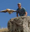 Evan R. Buechley releases an adult Egyptian Vulture in Armenia after tagging it with a satellite tracking device (visible on the back of the bird). This device will allow detailed tracking of the movements in order to investigate where this endangered species is breeding, feeding, and migrating. Such technology is important for identifying critical habitat for the conservation of endangered vultures.