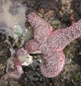 The leg of this purple ochre sea star in Oregon is disintegrating, as it dies from sea star wasting syndrome.