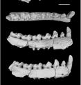 This is a left lower jaw of <i>Yunnanadapis folivorus</i>, one of six new fossil species found in southern China.