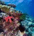 Coral reefs such as the Great Barrier Reef (shown here) are extremely species-rich habitats.