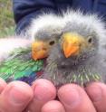 These are swift parrot chicks.