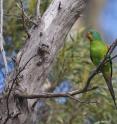 This is a female swift parrot.
