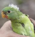 This is a juvenile swift parrot.