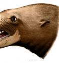 Artist restoration of the head of <i>Pelagiarctos thomasi</i>, a fossil walrus from California. Once thought to be a "killer walrus" that ate marine mammals, new tooth enamel research is bolstering the case that it likely had a diet similar modern New Zealand fur seals and sea lions.