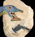 Fossil and reconstruction of <I>Atopodentatus unicus</I>.
